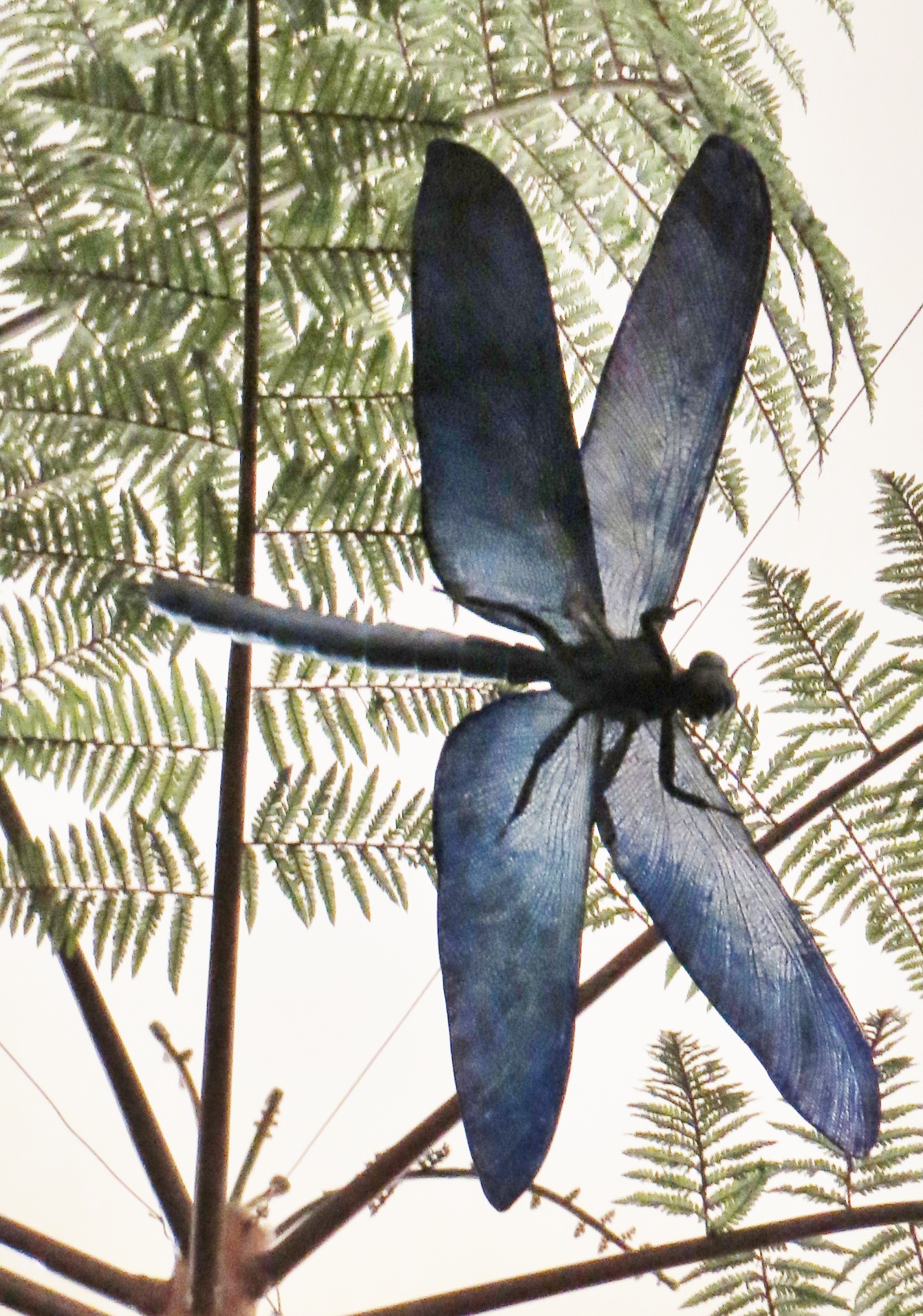 Restoration/model of Meganeura (giant Carboniferous insect)